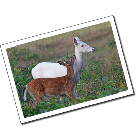 Albino White-tailed Deer Photos