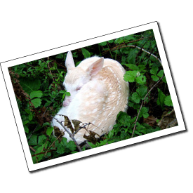 Albino White-tailed Deer Photos